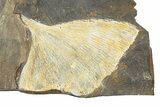 Fossil Ginkgo Leaf From North Dakota - Paleocene #247108-1
